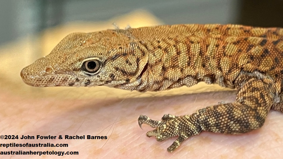 Subadult Northern Pilbara Rock Monitor (Varanus pilbarensis) photographed at Reptile Creative, Edwardstown, South Australia
