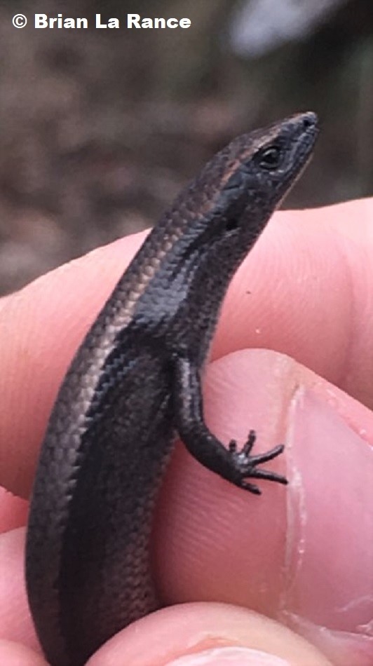 Southern Forest Cool-skink Carinascincus (was Niveoscincus) coventryi 