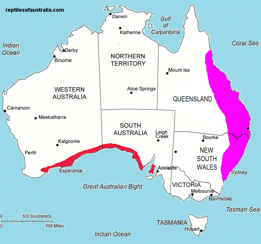 Approximate distribution of Cryptoblepharus pulcher MAP
