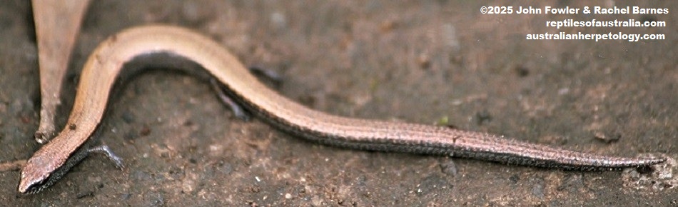 The McCoy's Skink (Anepischetosia maccoyi) above was photographed at Tower Hill, Victoria