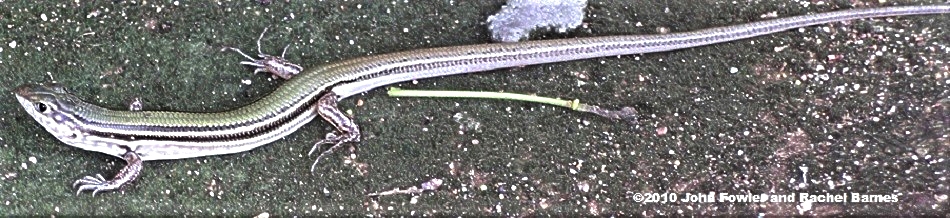 Essingtonian Ctenotus (Ctenotus essingtonii) is from Berry Springs, NT