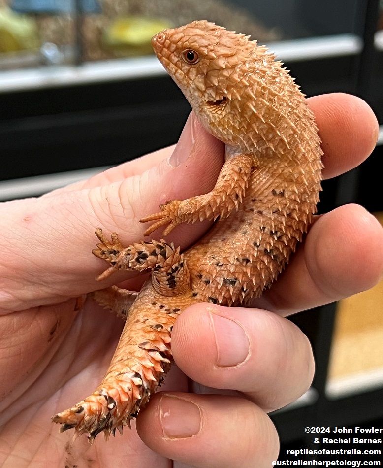 Eastern Pilbara Spiny-tailed Skink (Egernia epsisolus) photographed at Reptile Creative, Edwardstown, South Australia