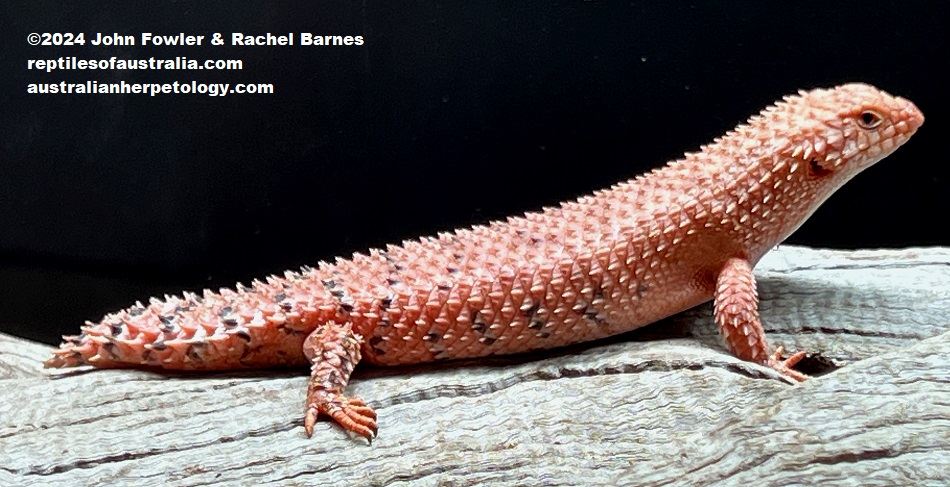 Eastern Pilbara Spiny-tailed Skink (Egernia epsisolus) photographed at Reptile Creative, Edwardstown, South Australia