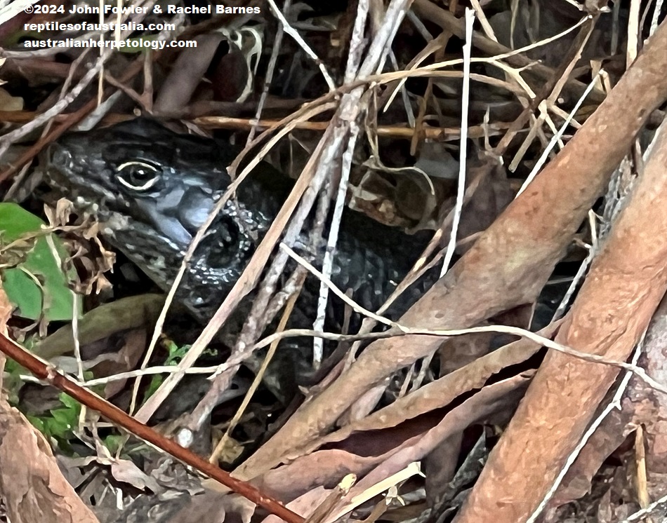 This Land Mullet (Bellatorias major) was photographed next to the Watagan Track, Charlestown, NSW