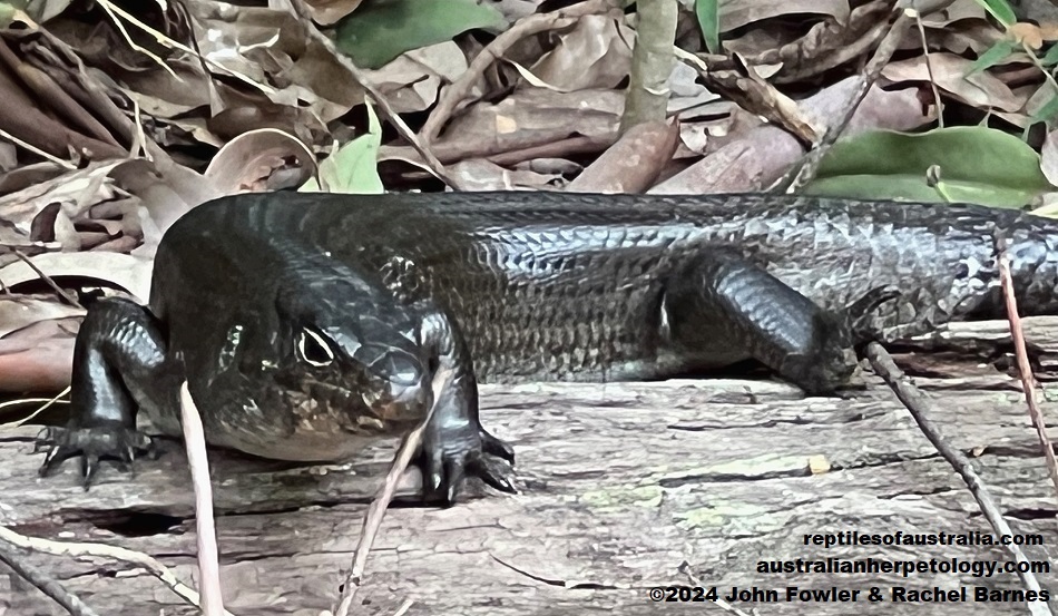 This Land Mullet (Bellatorias major) allowed us to approach it and take this photo on the Watagan Track, Charlestown, NSW