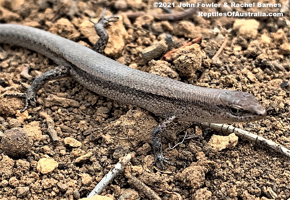 This Common Grass Skink (Lampropholis guichenoti) was photographed at Sandergrove, South Australia