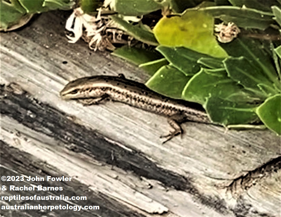 This Southern Grass Skink (Pseudemoia entrecasteauxii) was photographed at Robe, South Australia