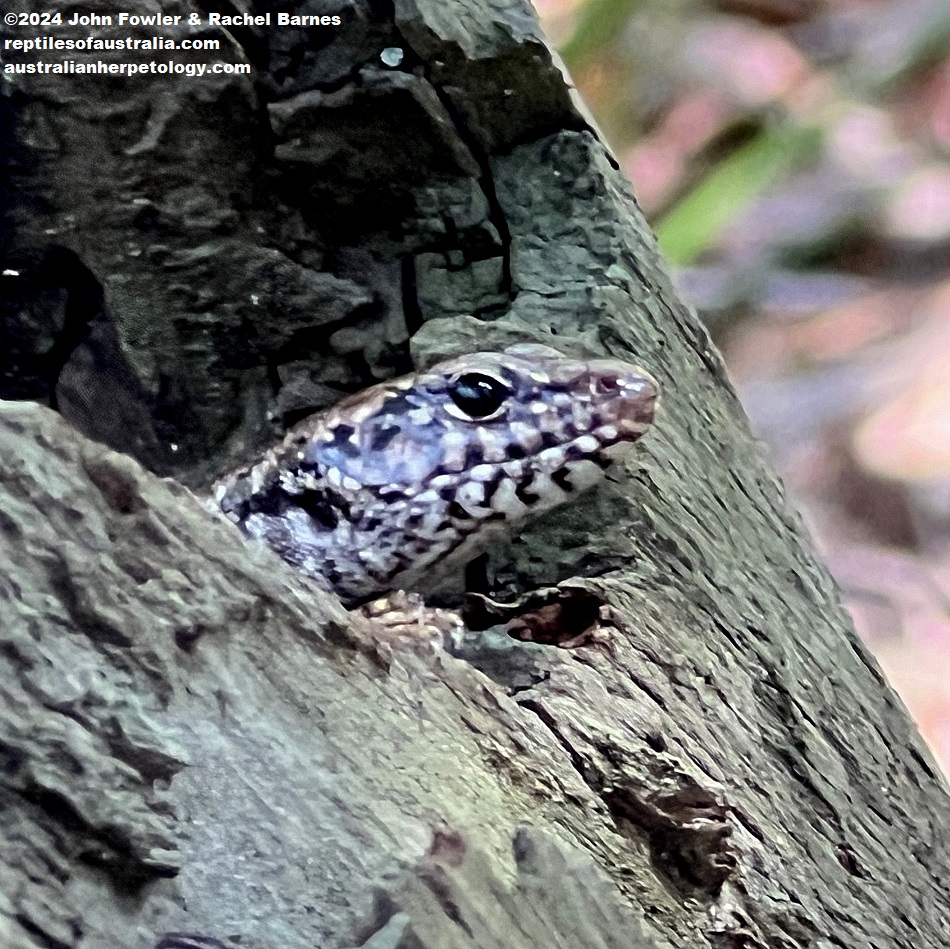Bar-sided Forest Skink (Concinnia tenuis) photographed at Lake Parramatta, NSW