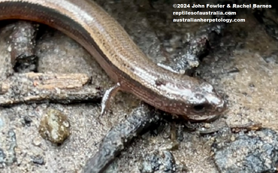 A half grown Yellow-bellied Three-toed Skink (Saiphos equalis) photographed at Northmead, NSW