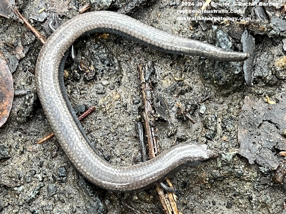 Adult Yellow-bellied Three-toed Skink (Saiphos equalis) with a damaged tail photographed at Northmead, NSW