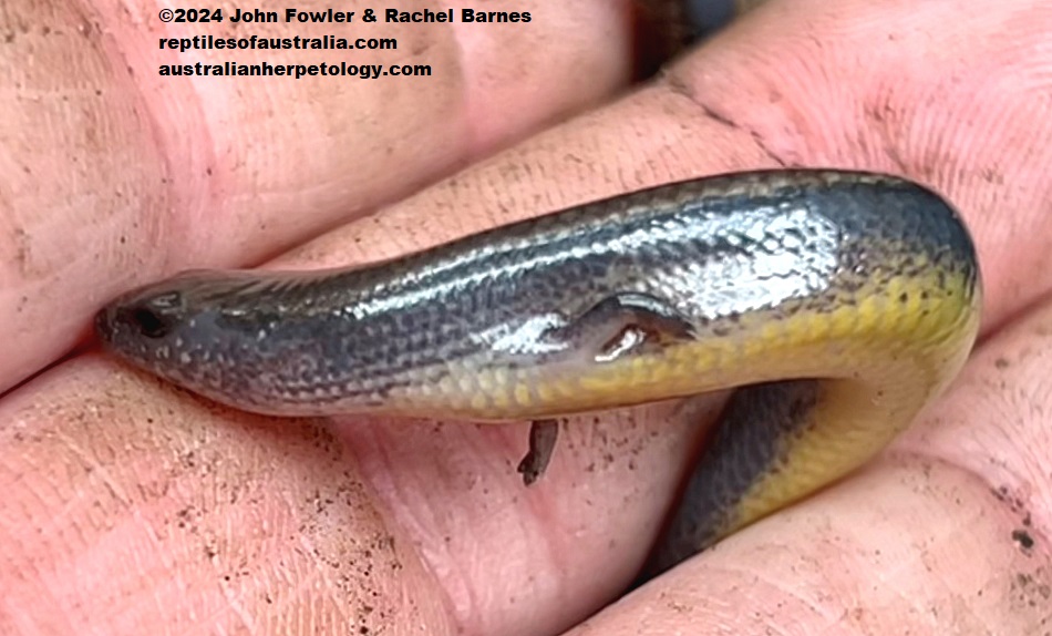 Notice the very short toes and yellow underside on this Yellow-bellied Three-toed Skink (Saiphos equalis)