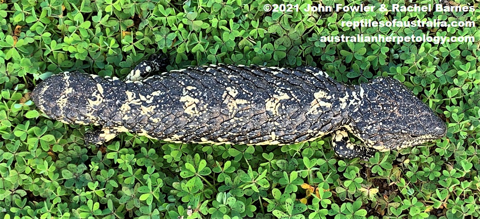 This cream patterned baby Shingleback (Tiliqua rugosa aspera) was photographed basking on the side of the road near Monarto Forest Reserve