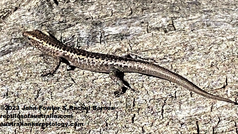 This Ragged Snake-eyed Skink (Cryptoblepharus pannosus) with a regrown tail was photographed north of Mannum, SA