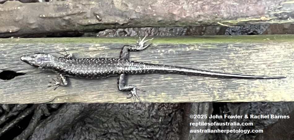 Mangrove Skink (Emoia atrocostata) photographed at Kota Kinabalu, Borneo