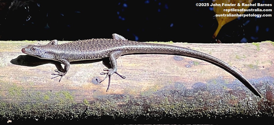 Mangrove Skink (Emoia atrocostata) photographed at Kota Kinabalu, Borneo
