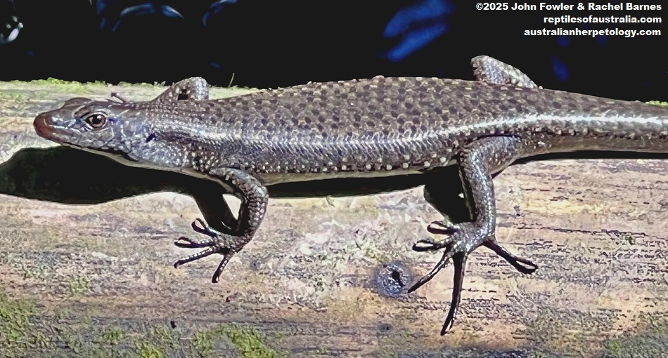 Mangrove Skink (Emoia atrocostata) photographed at Kota Kinabalu, Borneo