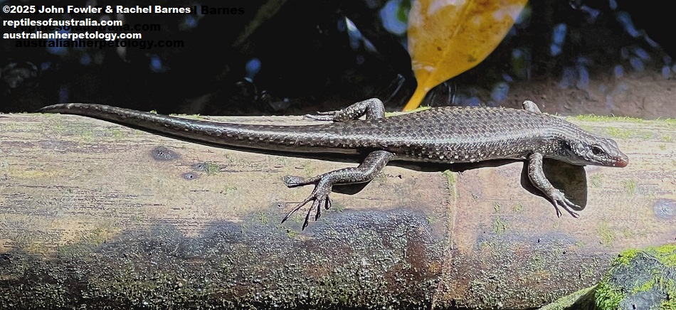 Mangrove Skink (Emoia atrocostata) photographed at Kota Kinabalu, Borneo