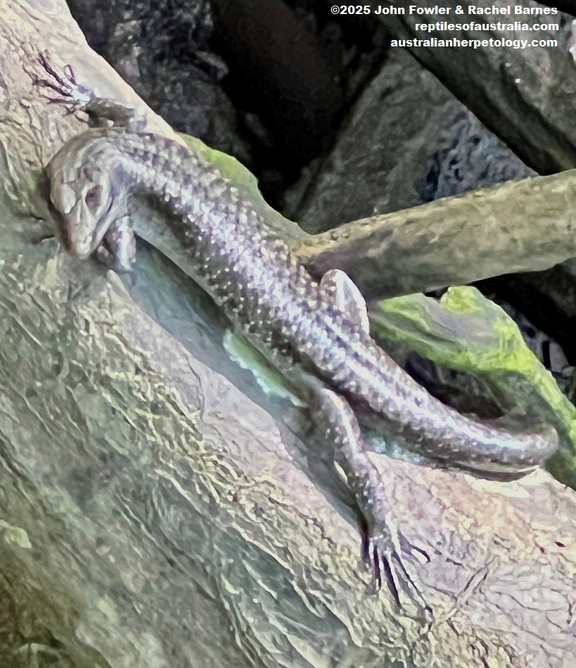 Mangrove Skink (Emoia atrocostata) photographed at Kota Kinabalu, Borneo