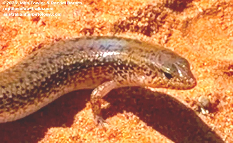 Northern Bar-lipped Skink (Eremiuscincus isolepis) photographed in Broome,WA