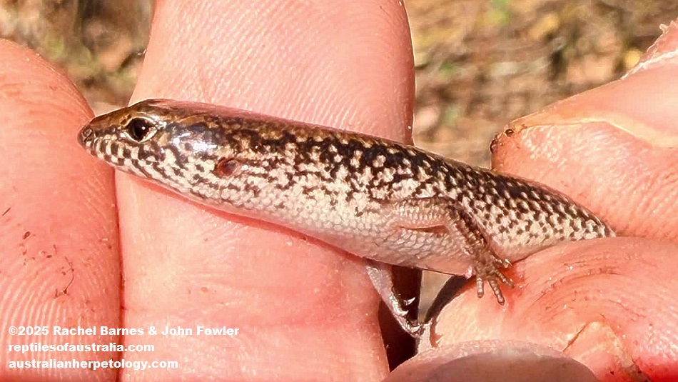 Northern Bar-lipped Skink (Eremiuscincus isolepis) photographed in Broome,WA