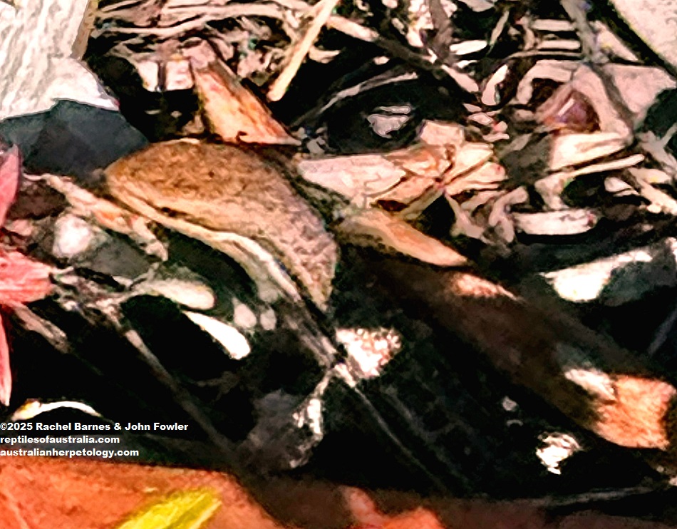 Lively (or Tussock) Rainbow Skink (Carlia vivax) photographed at Wurtulla on the Sunshine Coast, Qld