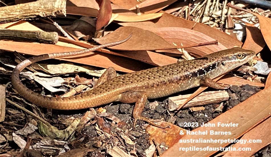 Closed-litter Rainbow-Skink (Carlia longipes) photographed at Palm Beach, Qld