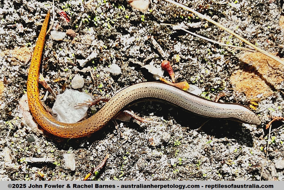 Bougainville's Skink (Lerista bougainvillii) photographed in Totness Recreation Park, South Australia
