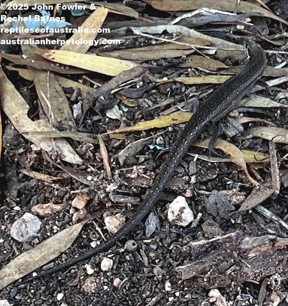 Adult Shrubland Morethia Skink (Morethia obscura) photographed to the west of Walkers Flat, South Australia