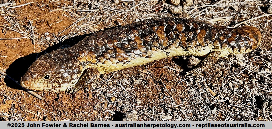 Adult Common/Eastern Shingleback (Tiliqua rugosa aspera) from near Ettrick Conservation Park, SA