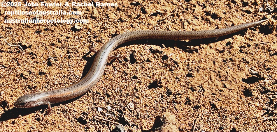 Peron's Earless Skink (Hemiergis peronii) photographed near Ettrick Conservation Park, SA
