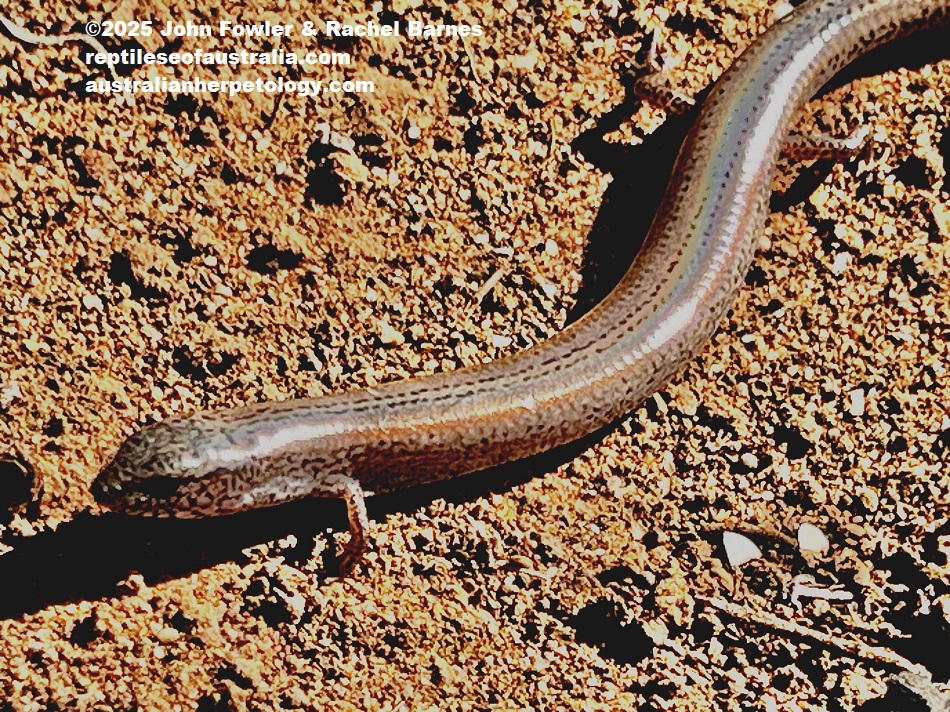Peron's Earless Skink (Hemiergis peronii) photographed near Ettrick Conservation Park, SA