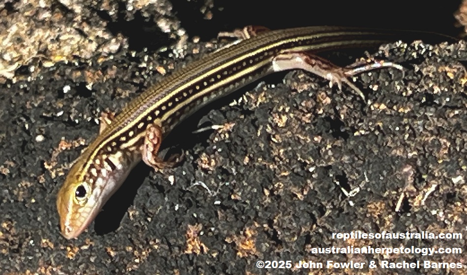 Plain Ctenotus (Ctenotus inornatus) photographed at Darwin Botanic Gardens, NT