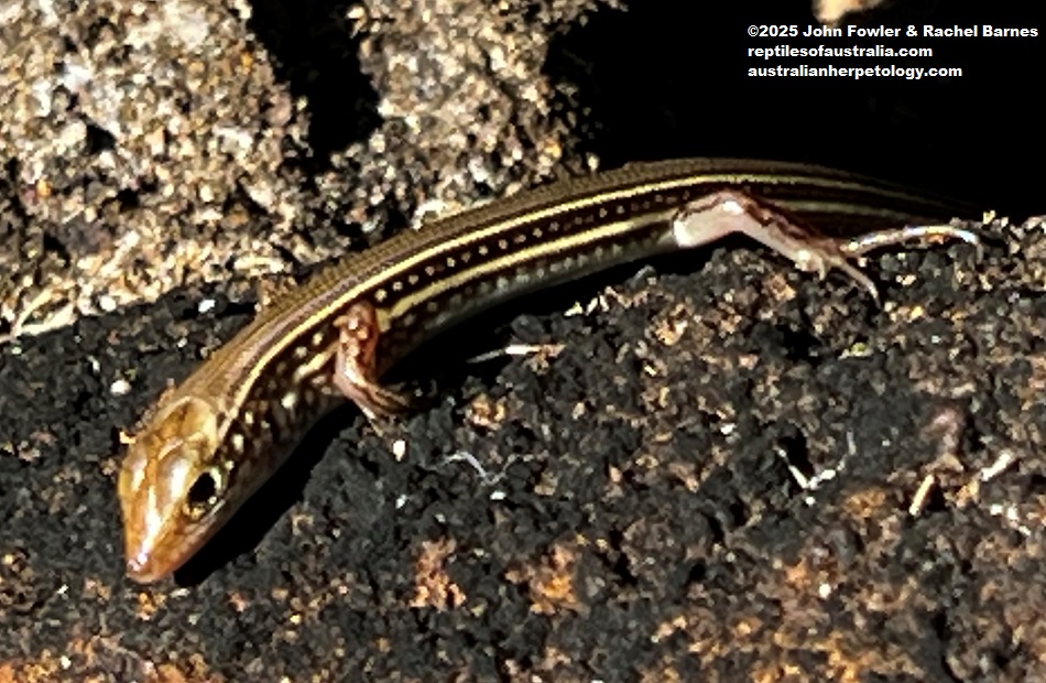 Plain Ctenotus (Ctenotus inornatus) photographed at Darwin Botanic Gardens, NT