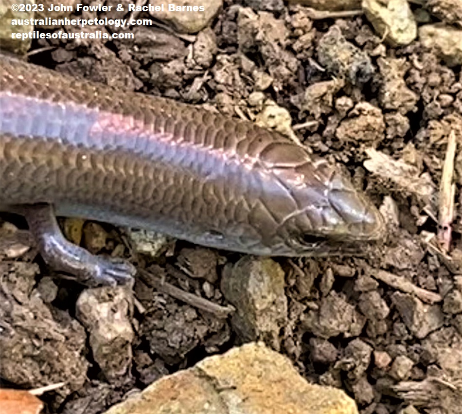 Fine-spotted Mulch-skink (Glaphyromorphus punctulatus) photographed at Mt.Perry, Qld