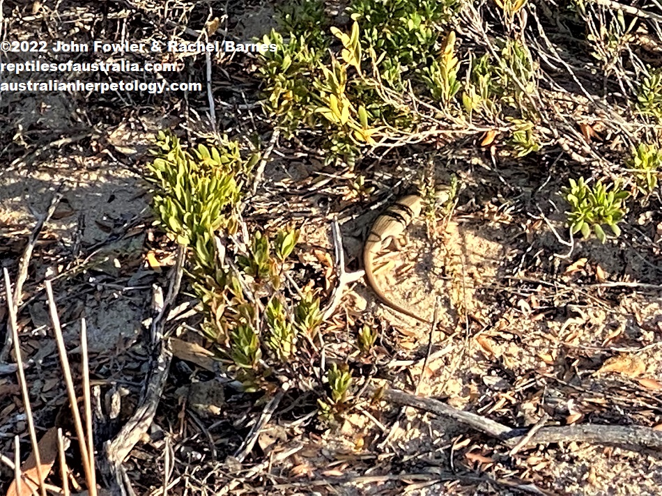 Reduced pattterned Bull Skink (Liopholis multiscutata) Coffin Bay, South Australia