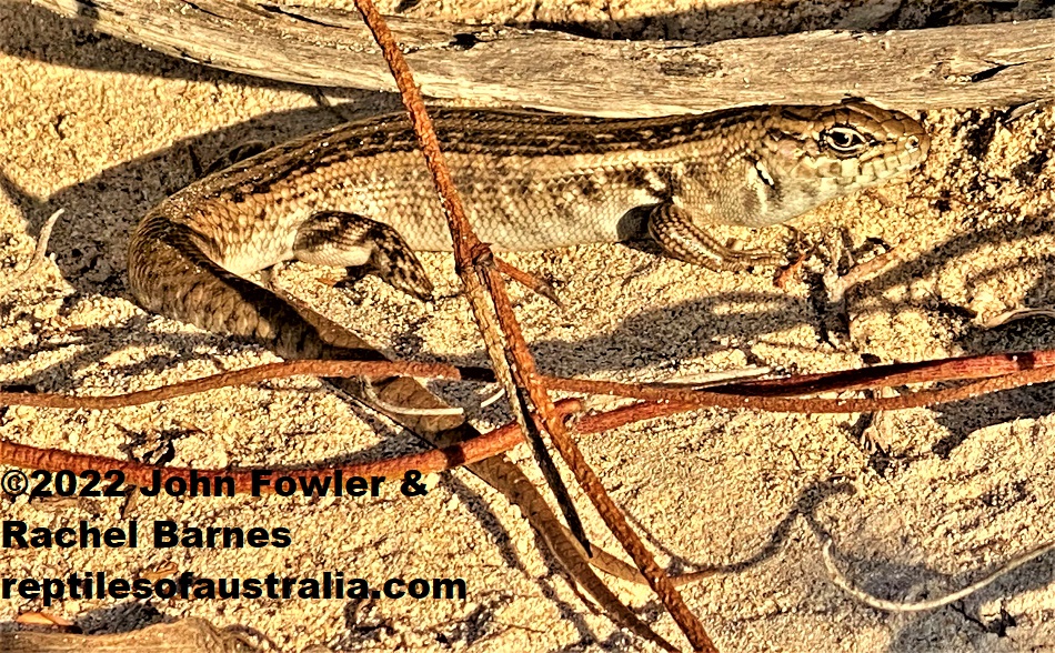 Bull Skink waiting at the entrance to its burrow (Liopholis multiscutata) Coffin Bay, South Australia