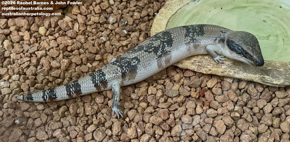 Western Bluetongue (Tiliqua occipitalis) photographed at the Armadale Reptile Centre, WA