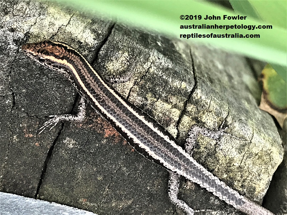 Elegant Snake-eyed Skink Cryptoblepharus pulcher pulcher was photographed at Warriewood Headland NSW.