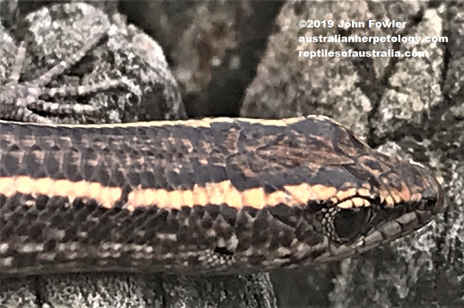 Elegant Snake-eyed Skink Cryptoblepharus pulcher pulcher was photographed at Warriewood Headland NSW.