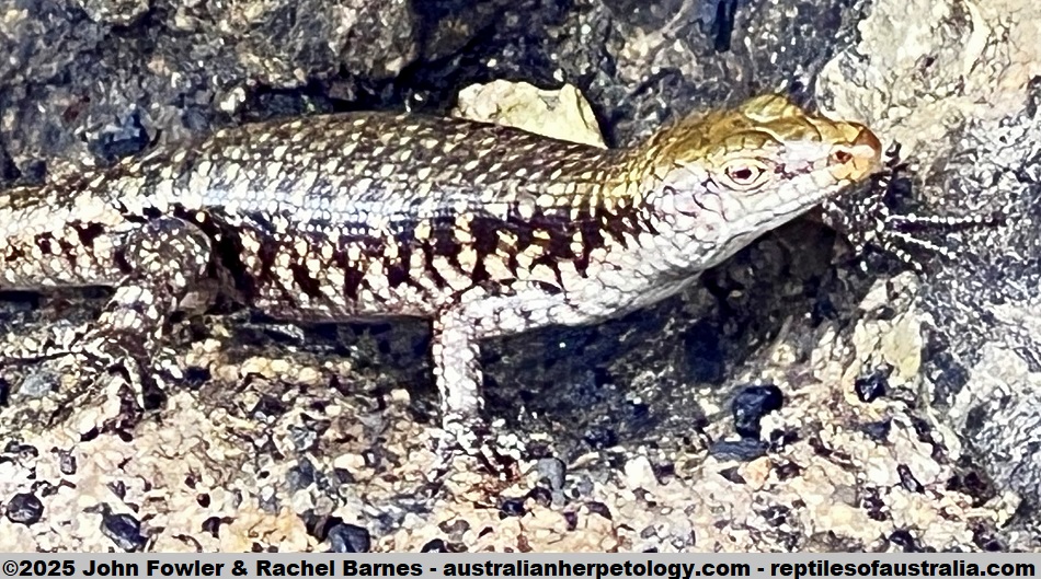 Mangrove Skink (Emoia atrocostata) photographed at Island Magic Resort, Efate Island, Vanuatu