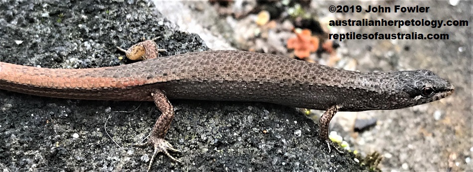 Weasel Skink Saproscincus mustelinus was photographed at Forestville, NSW.