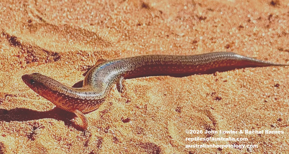 Northern Bar-lipped Skink (Eremiuscincus isolepis) photographed in Broome,WA