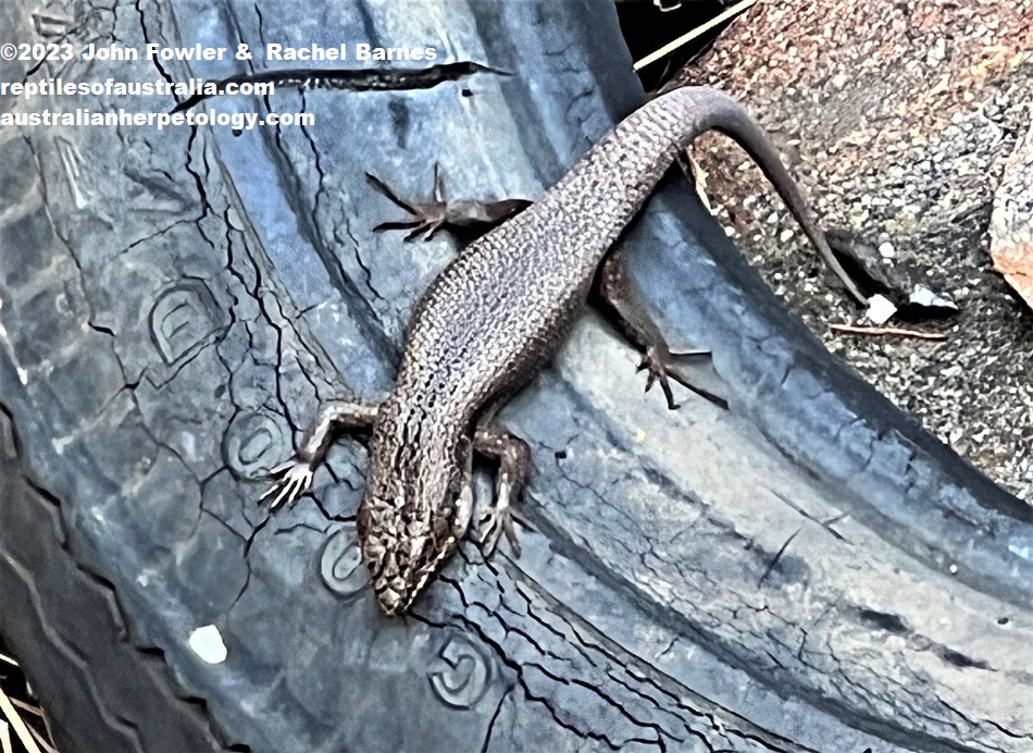 ree Skink (Egernia striolata) photographed at the bottom of a deep well in Kinchina Conservation Park, near Murray Bridge, SA