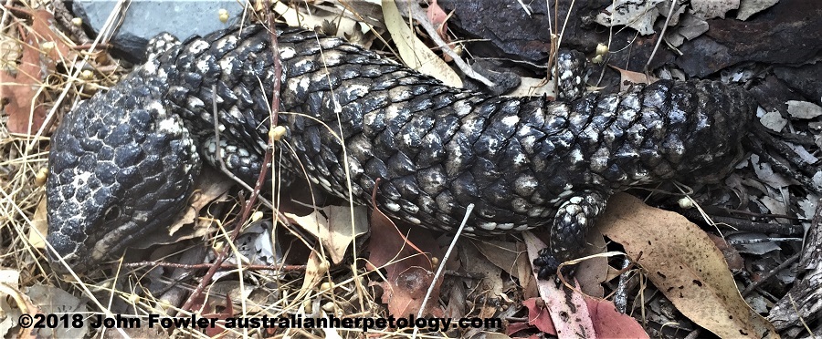 Tiliqua rugosa aspera SHINGLEBACK SKINK Sleepy Lizard - Stump tailed skink