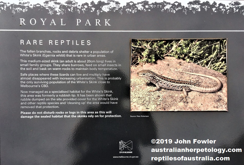 White's Skink Liopholis whitii sign at Royal Park near Melbourne, Victoria