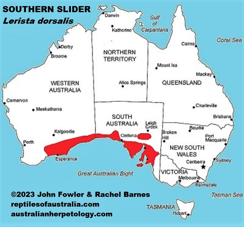 Approximate distribution of the Southern Slider Lerista dorsalis|