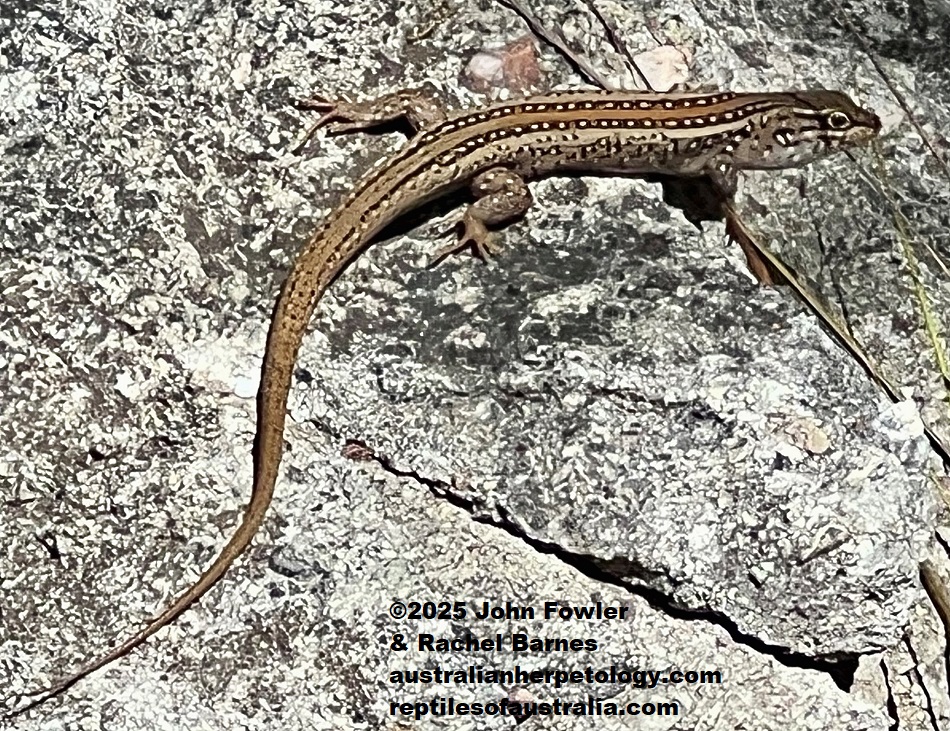 White's skink (Liopholis whitii) photographed at Drip Gorge Car Park, NSW