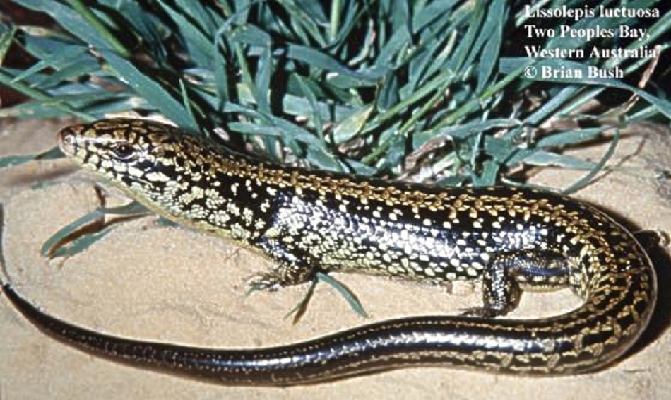 Western Mourning Skink (Lissolepis luctuosa) photographed at Two Peoples Bay, WA