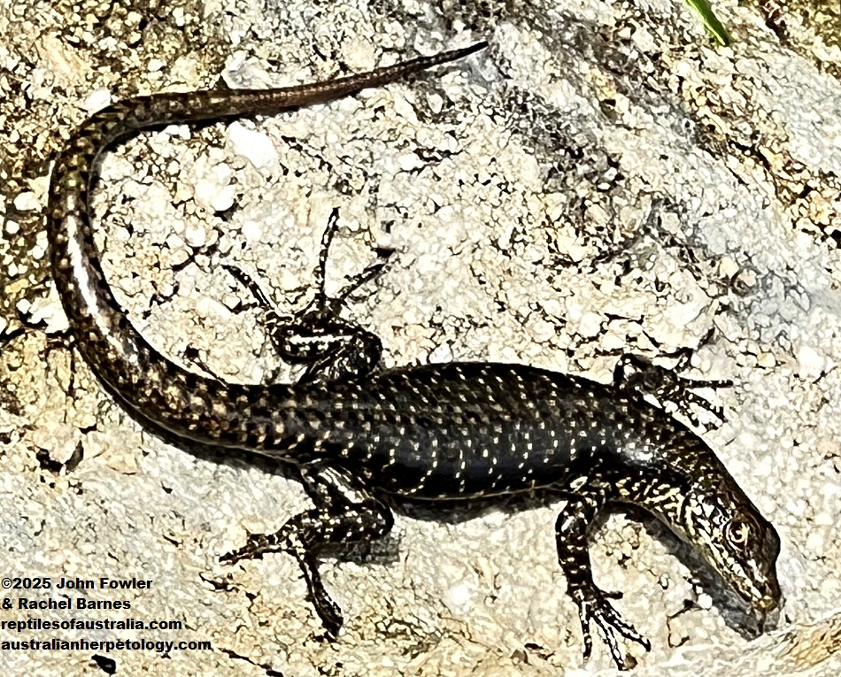 Mangrove Skink (Emoia atrocostata) photographed at Island Magic Resort, Efate Island, Vanuatu