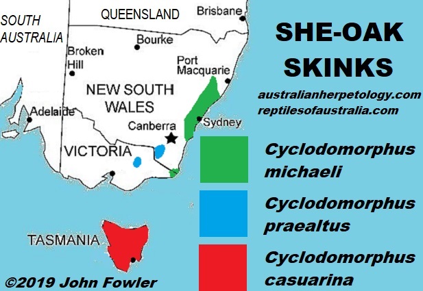 Distribution of the Tasmanian She-oak Skinks